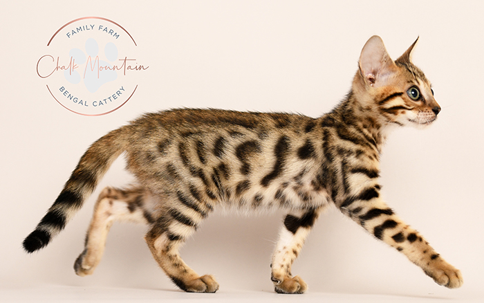 Playful Bengal kitten climbing and showing high energy personality